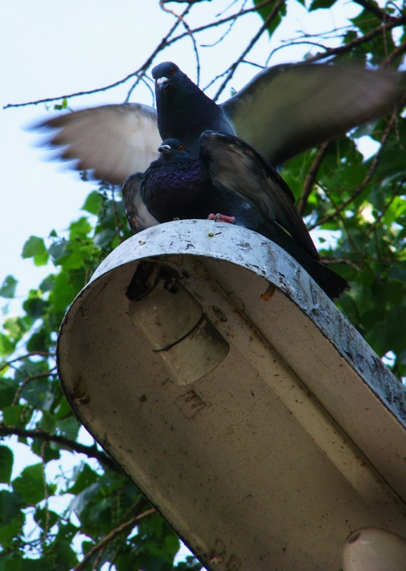 ����� ���� �����