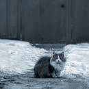 ���� ���� ����� � ����� ...