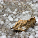 ���������� �����