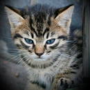 �� ���� ���������! � �� �������!