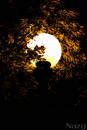 Warm Autumn Night