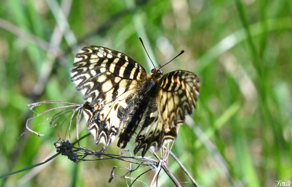    Papilio  