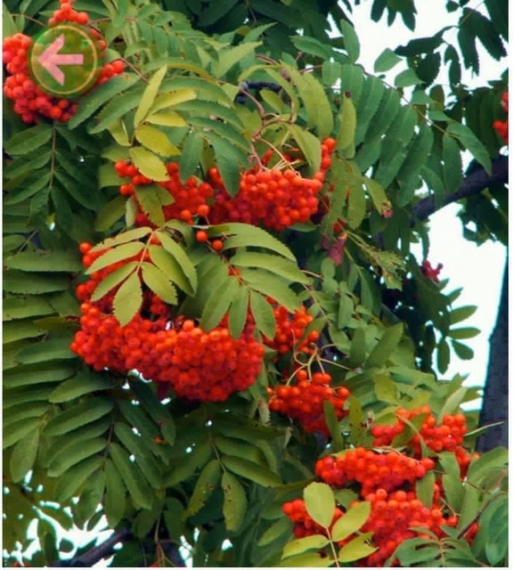 ��������������� ������� ������ ���.