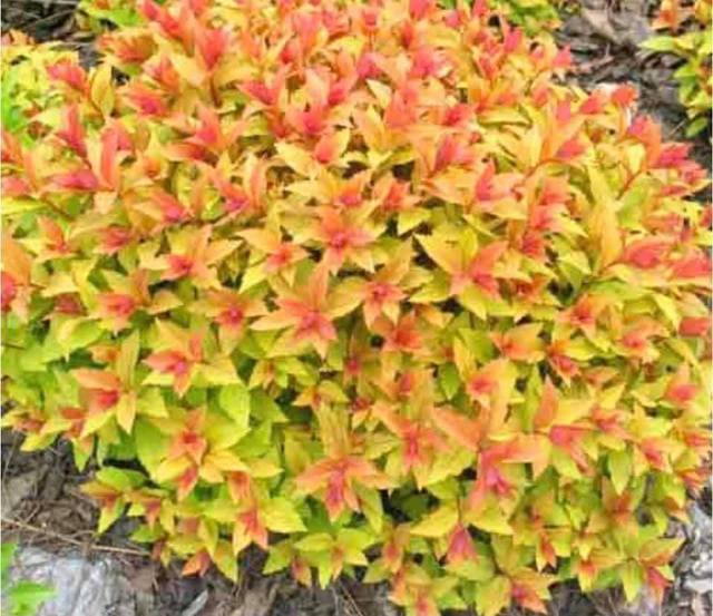 ��������������� ������� ������ ���.