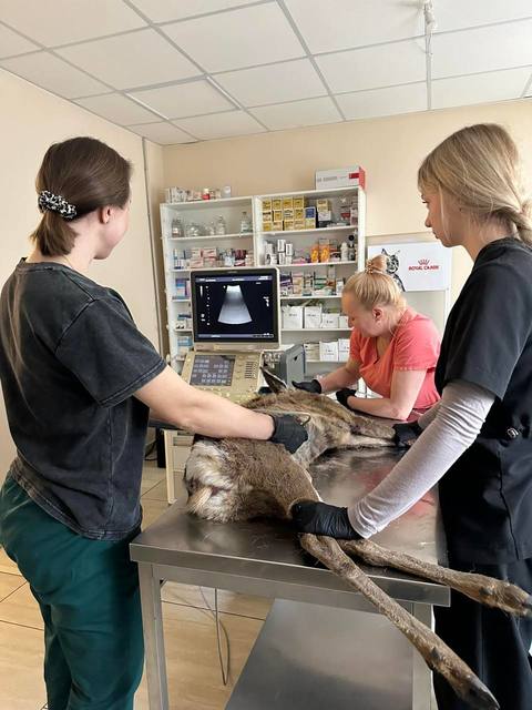 ������ �������� � ���������. ���� ������ �������������� ����