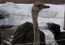 ������� � �������� �������� ����� 