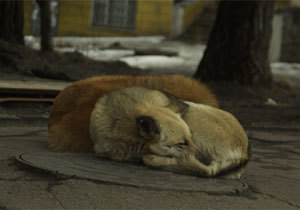 �� ����� �� ������ ������ � 2013 ���� ������� ����� �������� ������