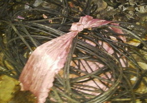 � ���������������� 