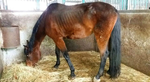 Совершенно дикая история: в Орловщине лошади гибнут от голода