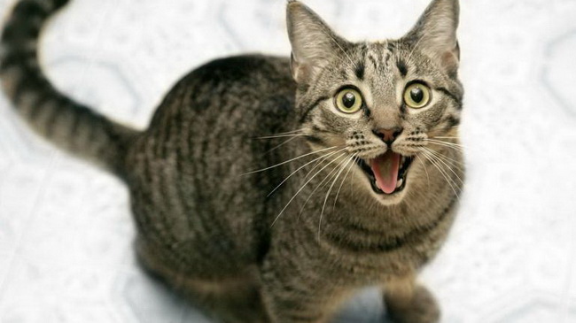 В Каменском запретили отлов бездомных котов