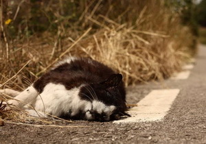 ���� ����� �������  �������� � ���������?