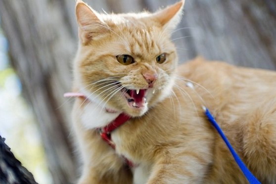 ��� ��������� ������������ ������ ��������� � ��������� �������