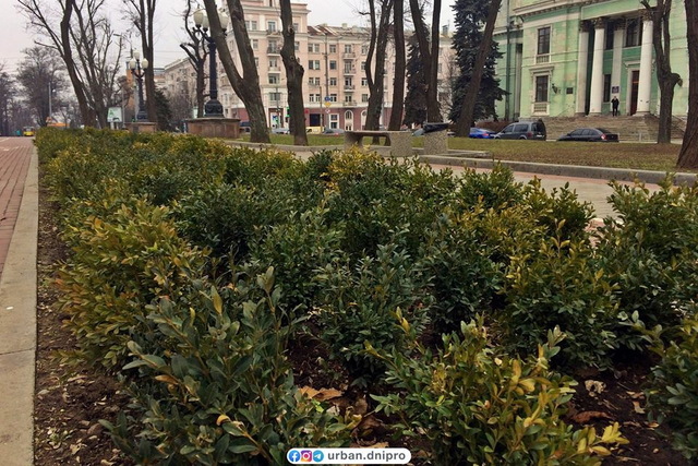 Ломоносова в Днепре украсили вечной зеленью