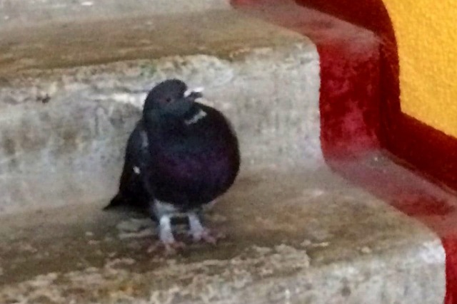 Мешканці масиву Перемога об'єдналися заради порятунку голуба