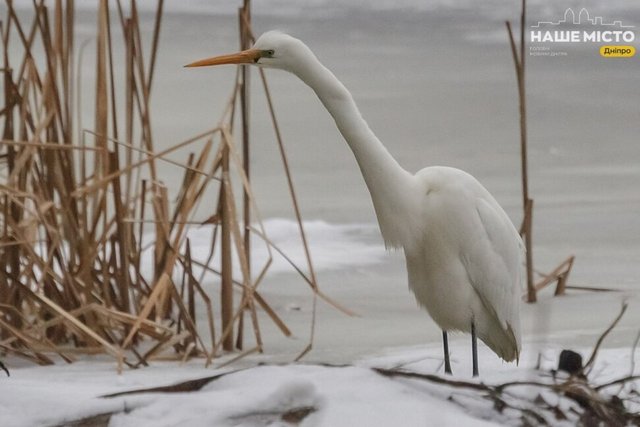 Качки, лебеді і навіть біла чапля: де у Дніпрі можна побачити справжнє пташине королівство