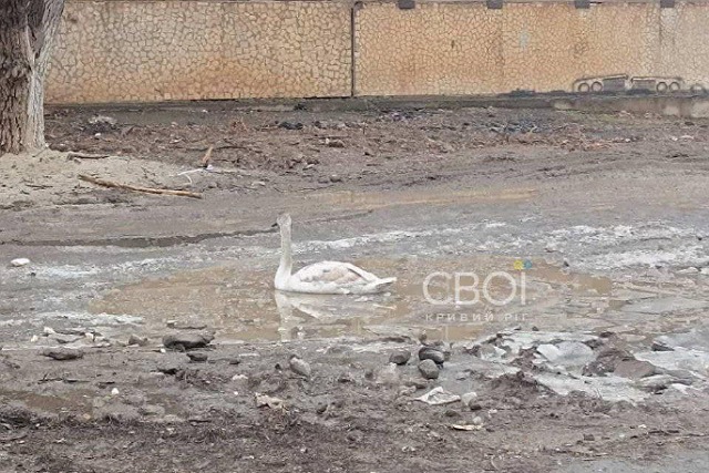 Как из лужи в центре города спасали лебедя
