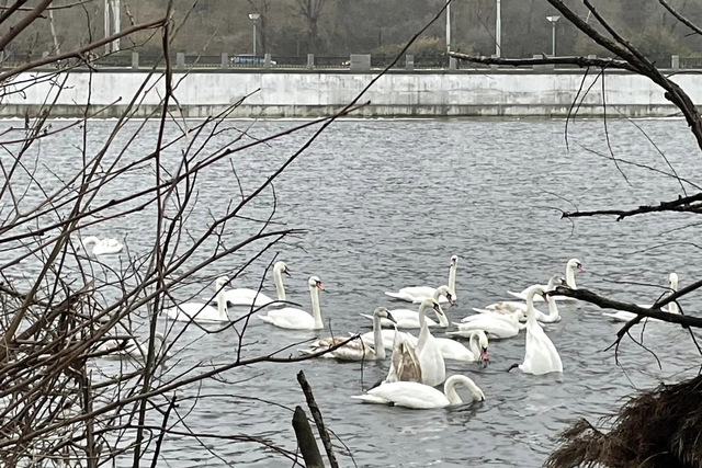 Біля Монастирського острова з'явилася велика зграя лебедів
