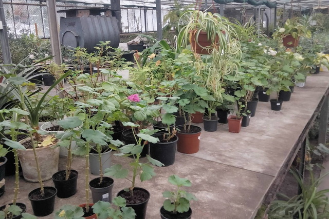 Экзотические растения Ботсада Днепра – на грани замерзания!