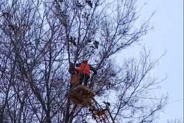 Дніпровські комунальники врятували кішку