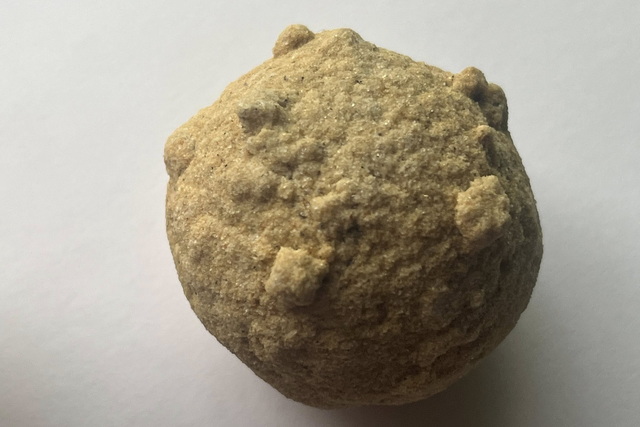 В Днепровско-Орельском заповеднике показали животных, которым уже 50 миллионов лет!