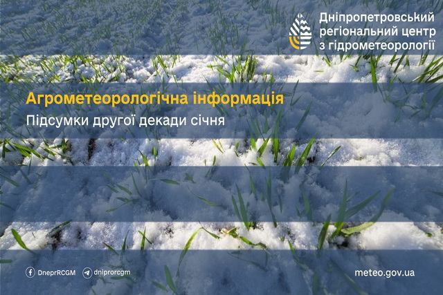 Как озимые на Днепропетровщине переносят длительные холода