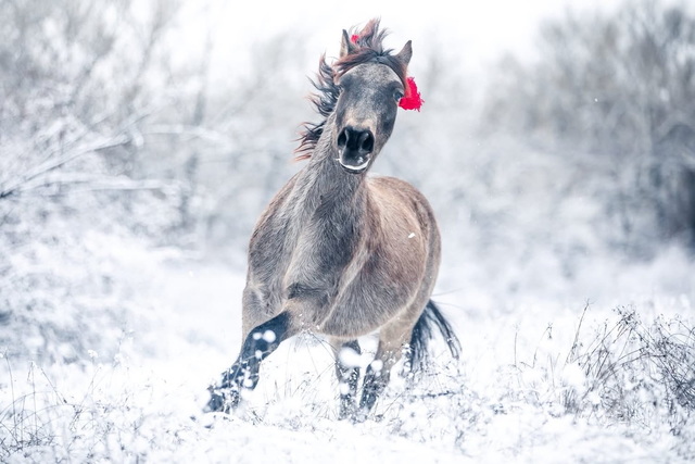 В Днепре устроили яркую фотосессию с символом года