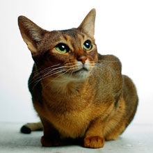 �����, ������� ������, ��������� ������� �� ������