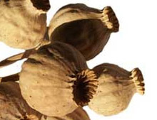 �������� 20 �������� ������� ������� 