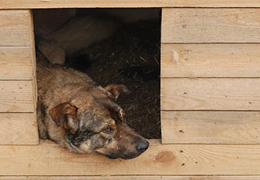 � ���������������� ������������ ��������� ������ ��� ���������