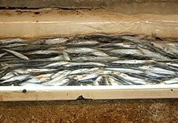 ������������ ������� ���� � ���������������� ���������� ��������