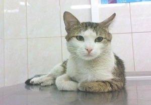 � ��������������� ����� ���� � �������� ���������