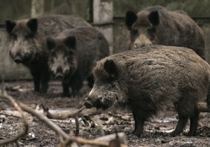 ������� ���������������� �������������� ����� ������