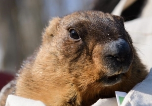 ����� ����������� � ����������