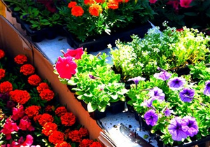 � ���������������� ��������� ������� �� ������� ����� ������