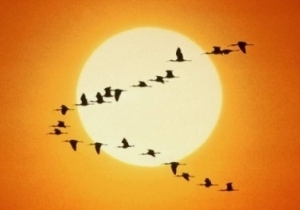 ����� �� ���������������� �������� ������ ��������