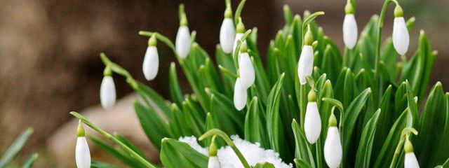 В Минэкологии предупредили о штрафах за продажу и покупку первоцветов