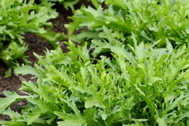 � ����� �� ������ �������� �������������� �������