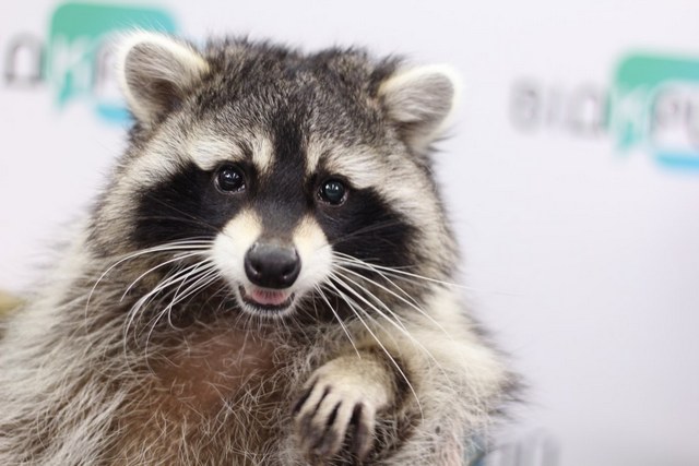 ����������� ����-������: ������� �����, ����� ����� � ����� ����������