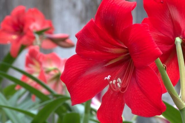 Екзотичні гіппеаструми розквітли в Ботанічному саду ДНУ ім. Гончара