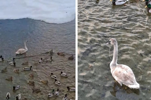 У Дніпрі на Перемозі лебідь проковтнув рибацький дріт: потрібна допомога