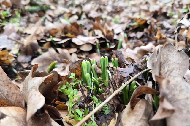 В Днепровско-Орельском заповеднике тоже появились подснежники