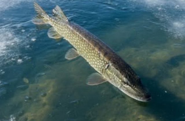 �� �������� ���������������� ��������� ����� ����