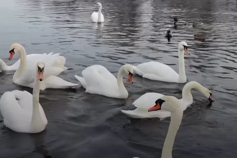 У Кривому Розі перезимувала рекордна кількість лебедів