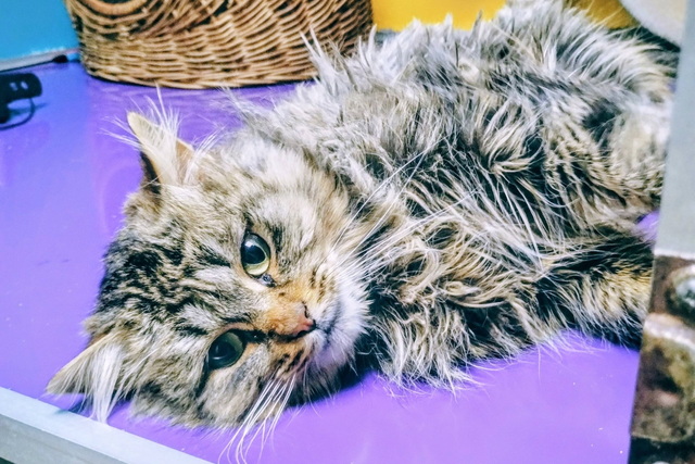 Днепровская кинорежиссер стала куратором чудом спасенного кота