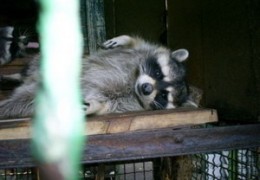 � �������� ����-���