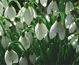 �������������� ����������� ������� � �������