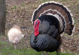 �� ���������������� ������ ����� � ������ �����