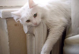 ������ ��������������� ��������� �� ����� ����� 158 ��� ���