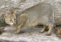 ��� ����� ��������� ���?