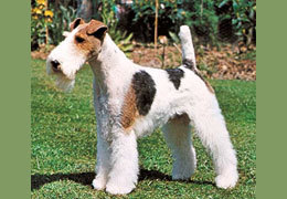 ��������� ���� �������